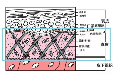 失去膠原蛋白以后，我們的臉部會變成什么模樣