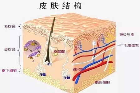 為什么瘦人也會(huì)有“肥胖紋”？